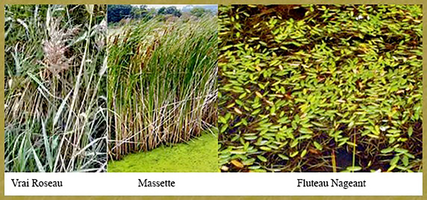 Roseau – Massette - Fluteau- Histoire de Glénac Roseau –